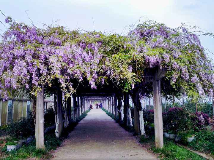 紫藤花的綠化養(yǎng)護